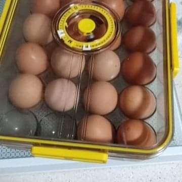 24 Grids Egg tray - Image 6